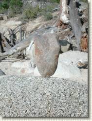 DSCN6952 * 1536 x 2048 * (443KB)